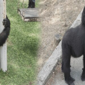 zeytin nijeryaya donuyor Ahdv6EXm