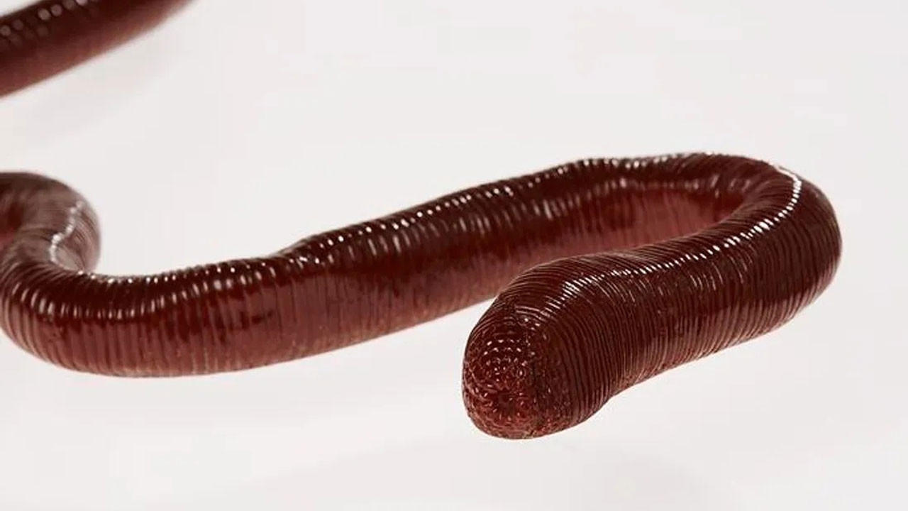 dunyanin en uzun solucani sesi de garip kendisi de lWfUHMZM