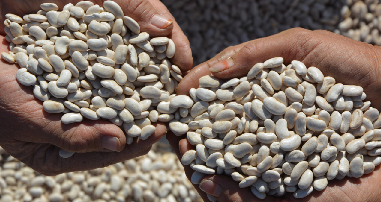 susuz ve kimyasalsiz demirci fasulyesi turkiyenin sofralarini fethediyor UBz2xLJB