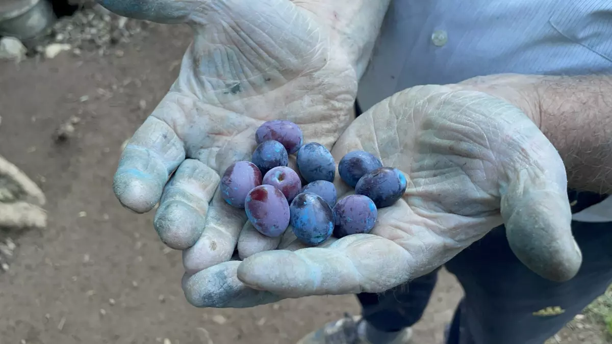 3 bin yillik zeytin agaci ile her sabah SpQnKbAC.jpg