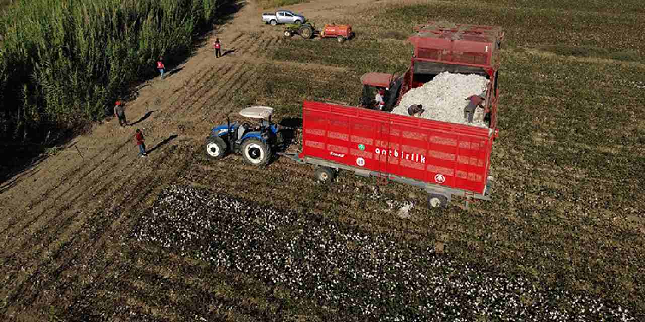 40 bin dekar alanda uretiliyor beyaz altin olarak biliniyor j25Xiy7f.jpg