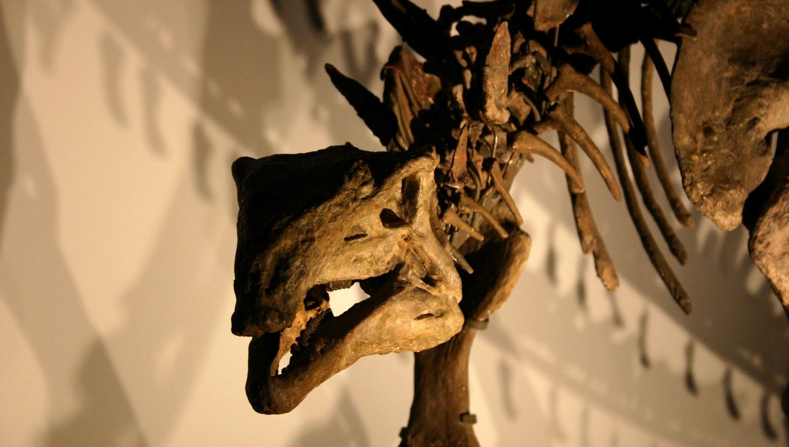 dinozorlar son ana kadar hayattaydi new mexicoda cigir acan kesif Efiwl3ww.jpg