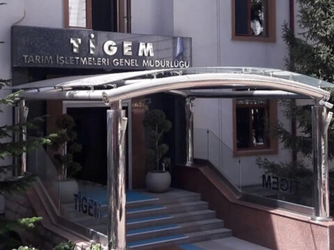 Tigem 34 safkan arap kosu tayi satacak acik artirma tarihi belli oldu LFhN5e85