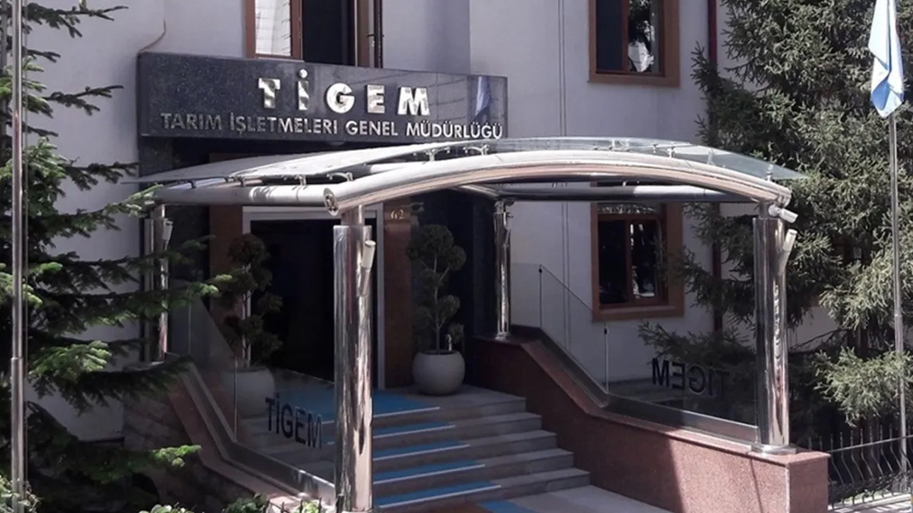 Tigem 34 safkan arap kosu tayi satacak acik artirma tarihi belli oldu LFhN5e85